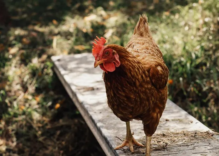 Zero Neuf Oda ve Kahvaltı *